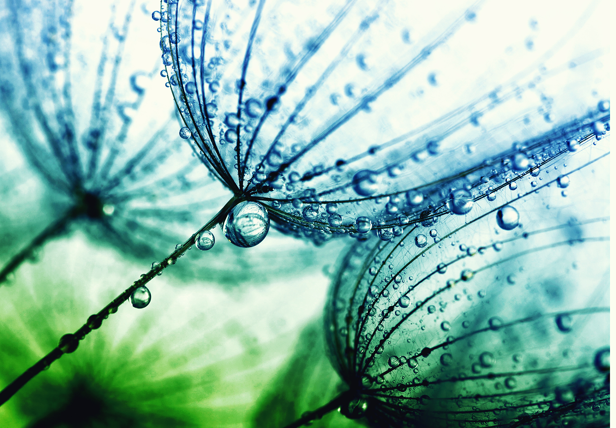 Water is life, and constructed wetlands provide natural habitats, purify water and offer many other benefits.