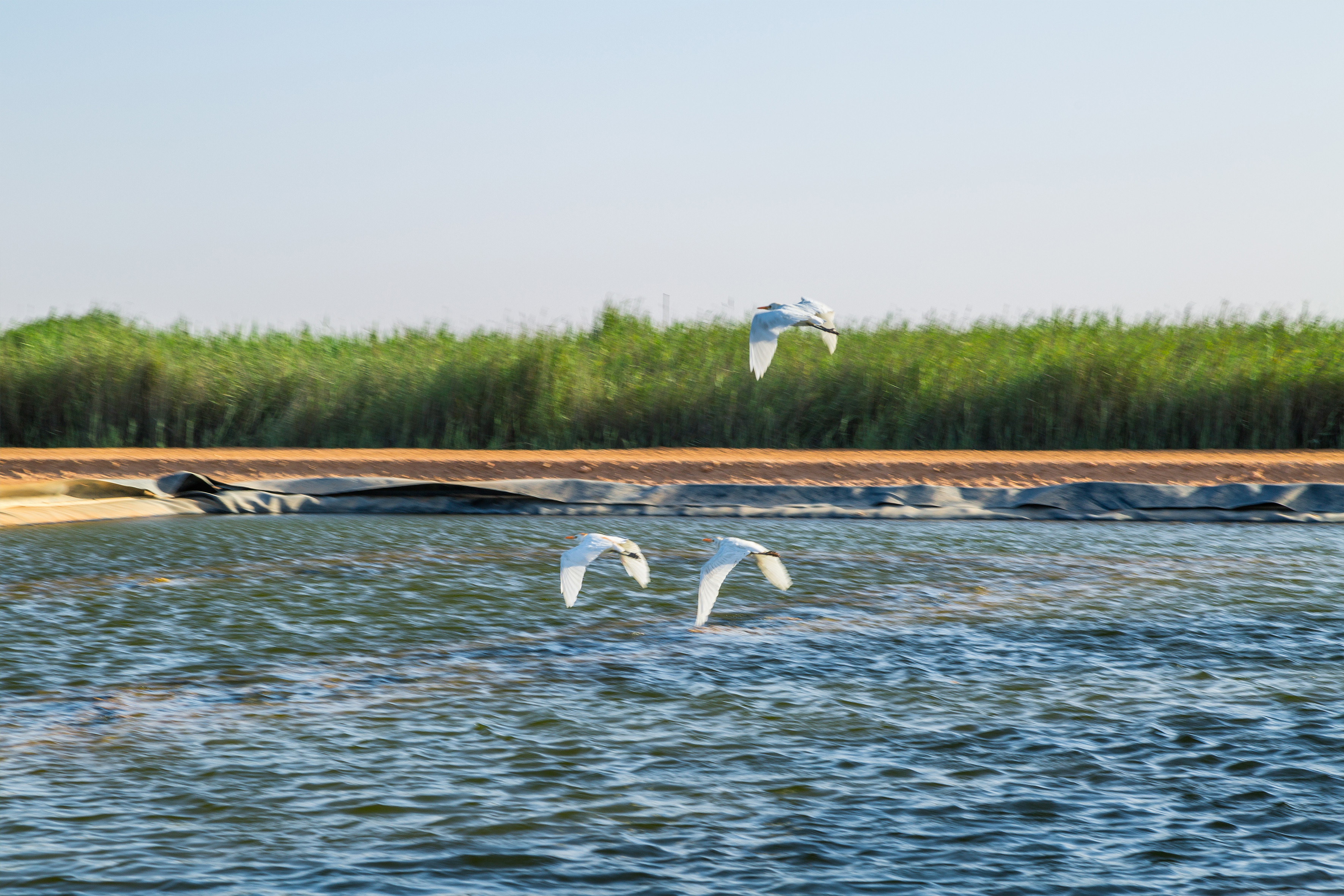 Our wastewater treatment plants are natural habitats for different kinds of amphibious, birds and various plants
