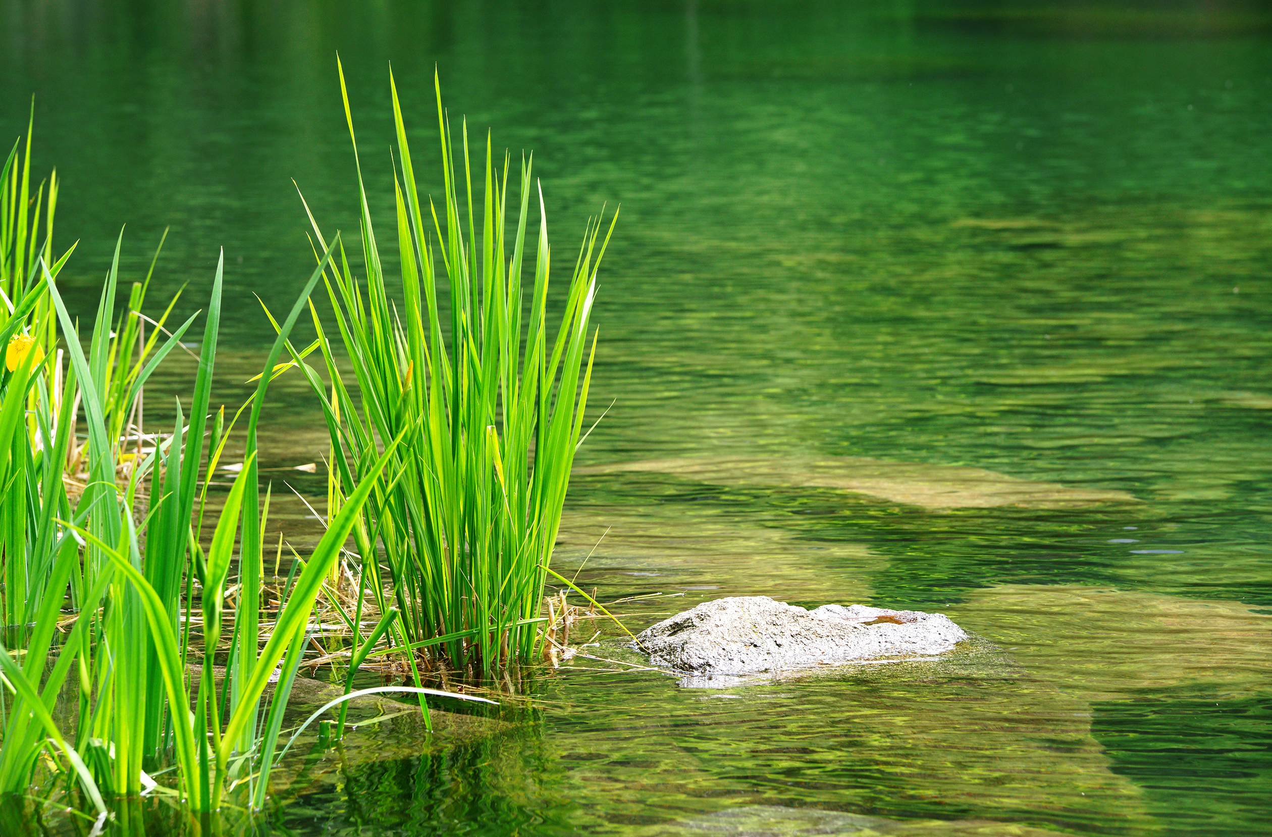 Changing your wastewater treatment practice to constructed wetlands meets several sustainable goals
