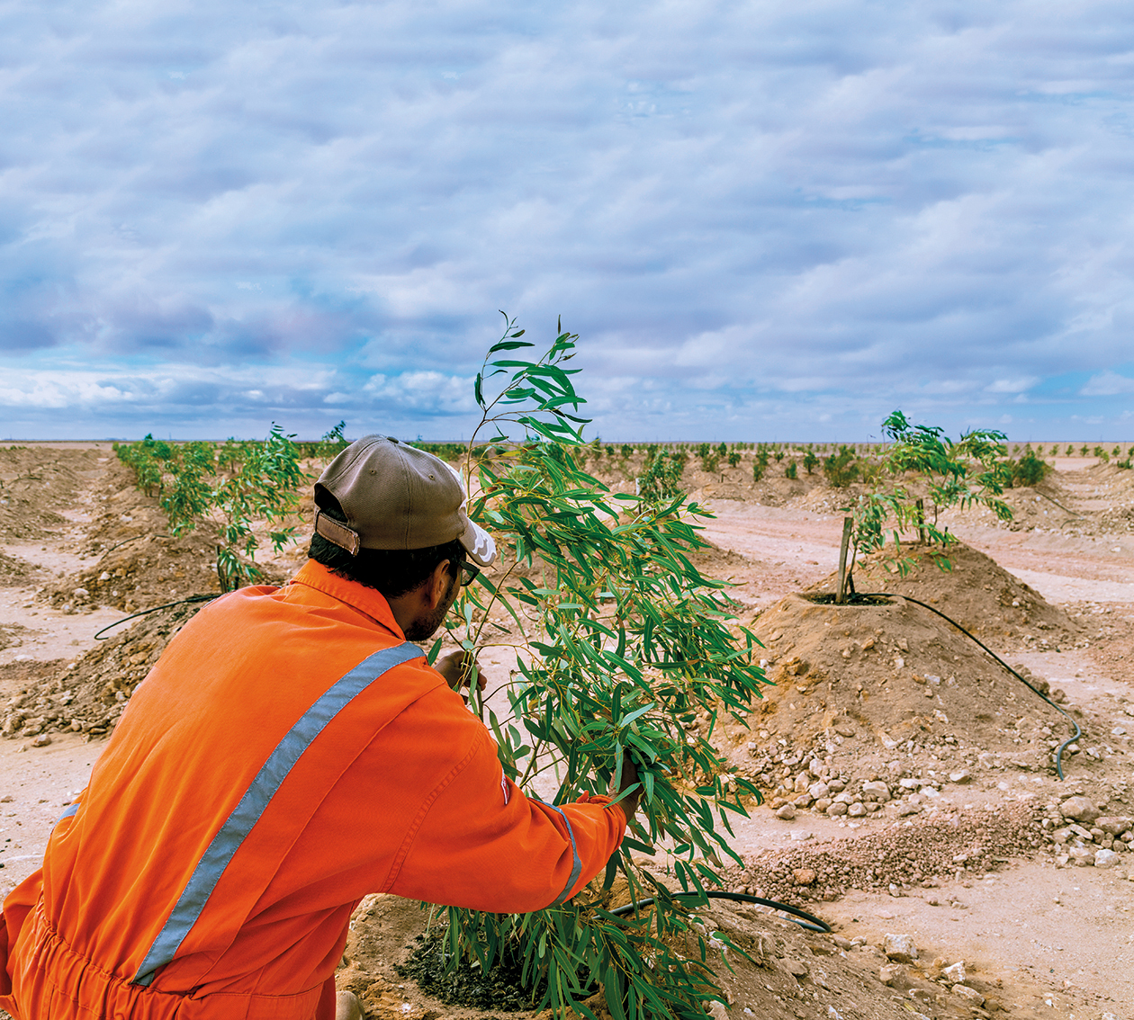 Constructed wetlands meets several sustainable goals implemented by United Nations
