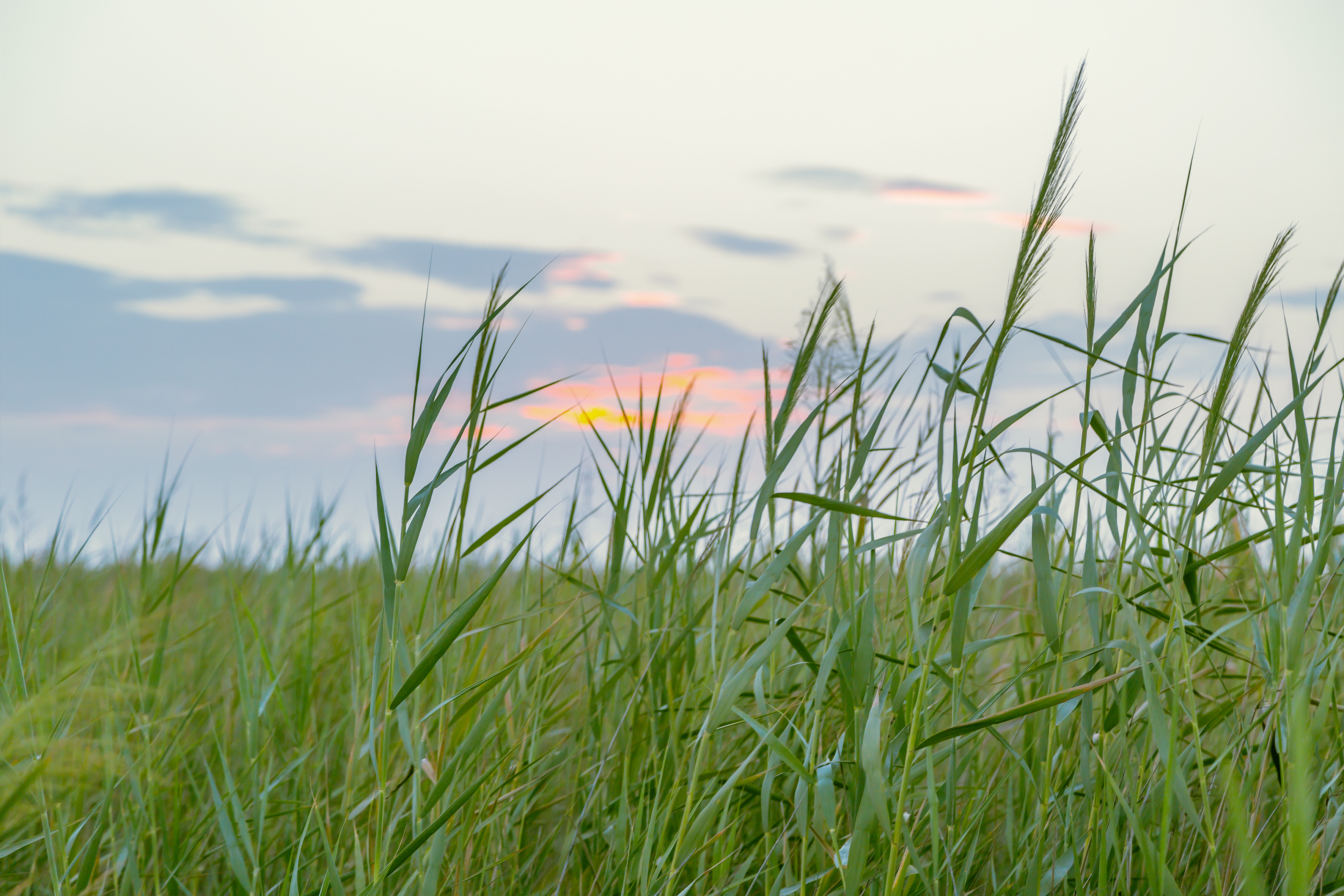  Constructed wetlands rely on the power of reed plants, which act as a natural filter for a wide range of pollutants