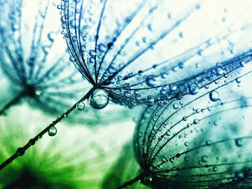 Water is life, and constructed wetlands provide natural habitats, purify water and offer many other benefits.