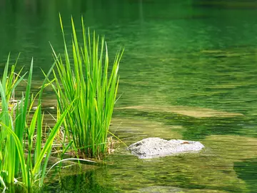 Changing your wastewater treatment practice to constructed wetlands meets several sustainable goals