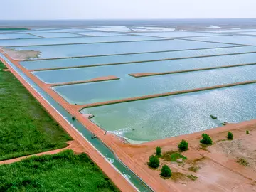With an area of 13.5 km2, the world’s largest reed bed treatment plant in Oman is roughly the size of 1,600 football fields.