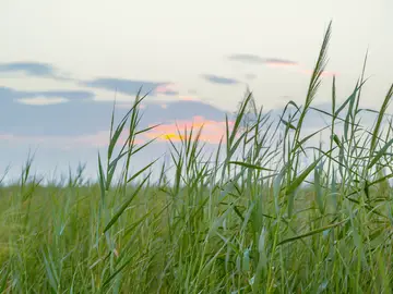  Constructed wetlands rely on the power of reed plants, which act as a natural filter for a wide range of pollutants